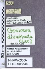 Etiketten zu Dixicollis divaricatus (LeConte, 1853) (NHMW-ZOO-COL-0008336)